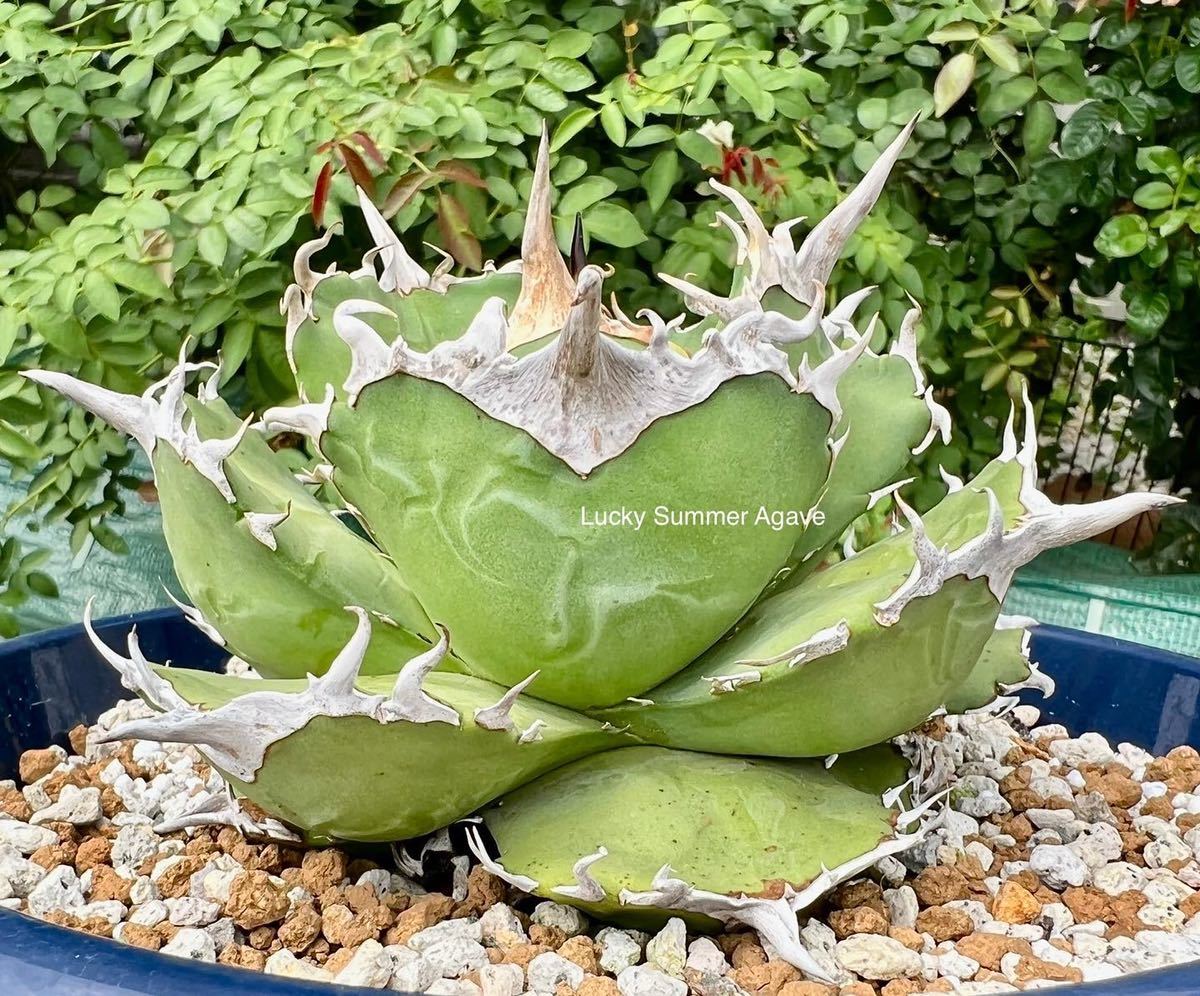 Yahoo!オークション - アガベ チタノタ 多肉植物Mesmerizing Yahoo!オークション - アガベ チタノタ 多肉植物Mesmerizing