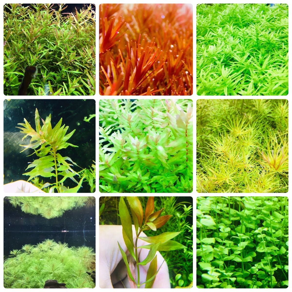 変更OK 水草セット 9種類 水中葉 無農薬 無害虫 通販