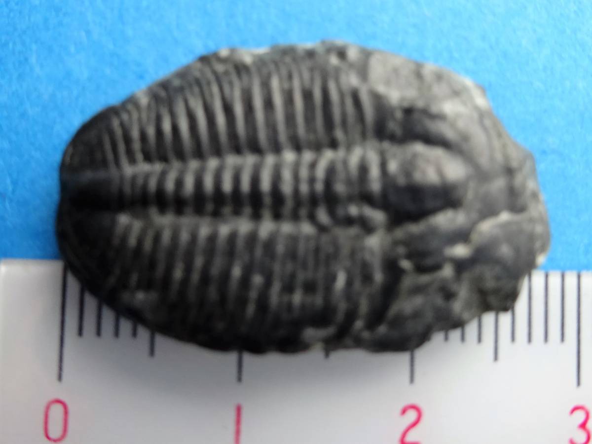 お気にいる 三葉虫 化石 三葉虫化石 究極のレトロ fossil ボリビア産