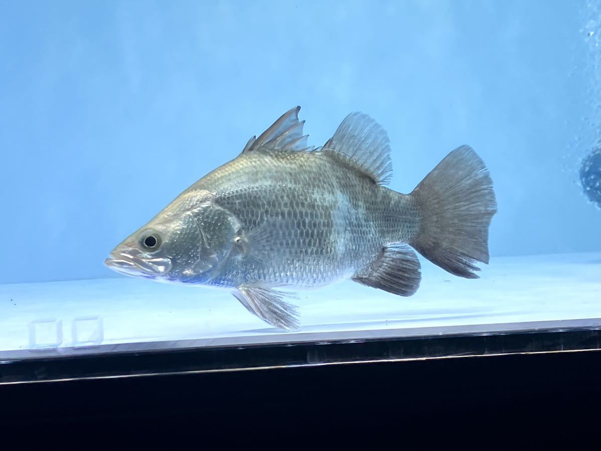 aquashopTR☆鬼ゾリ☆バルーンショートバラマンディ20㎝± ispslombardia.it