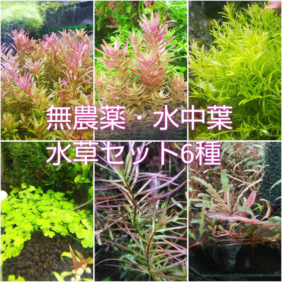 現品 水草 ドワーフリシア 水中葉 無農薬 3パック分 ecufilmfestival.com
