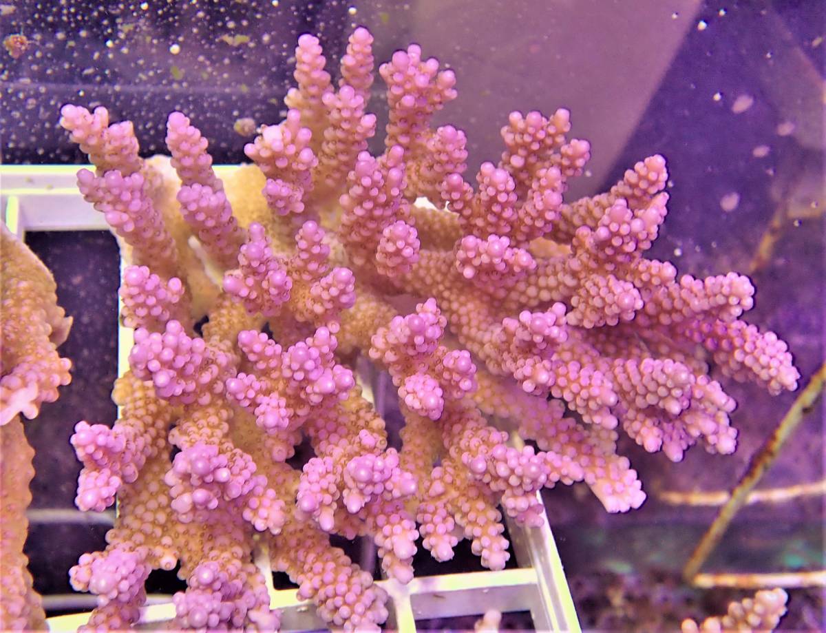ヤフオク Coral Sea Japan オーストラリア産 ファイアーワ