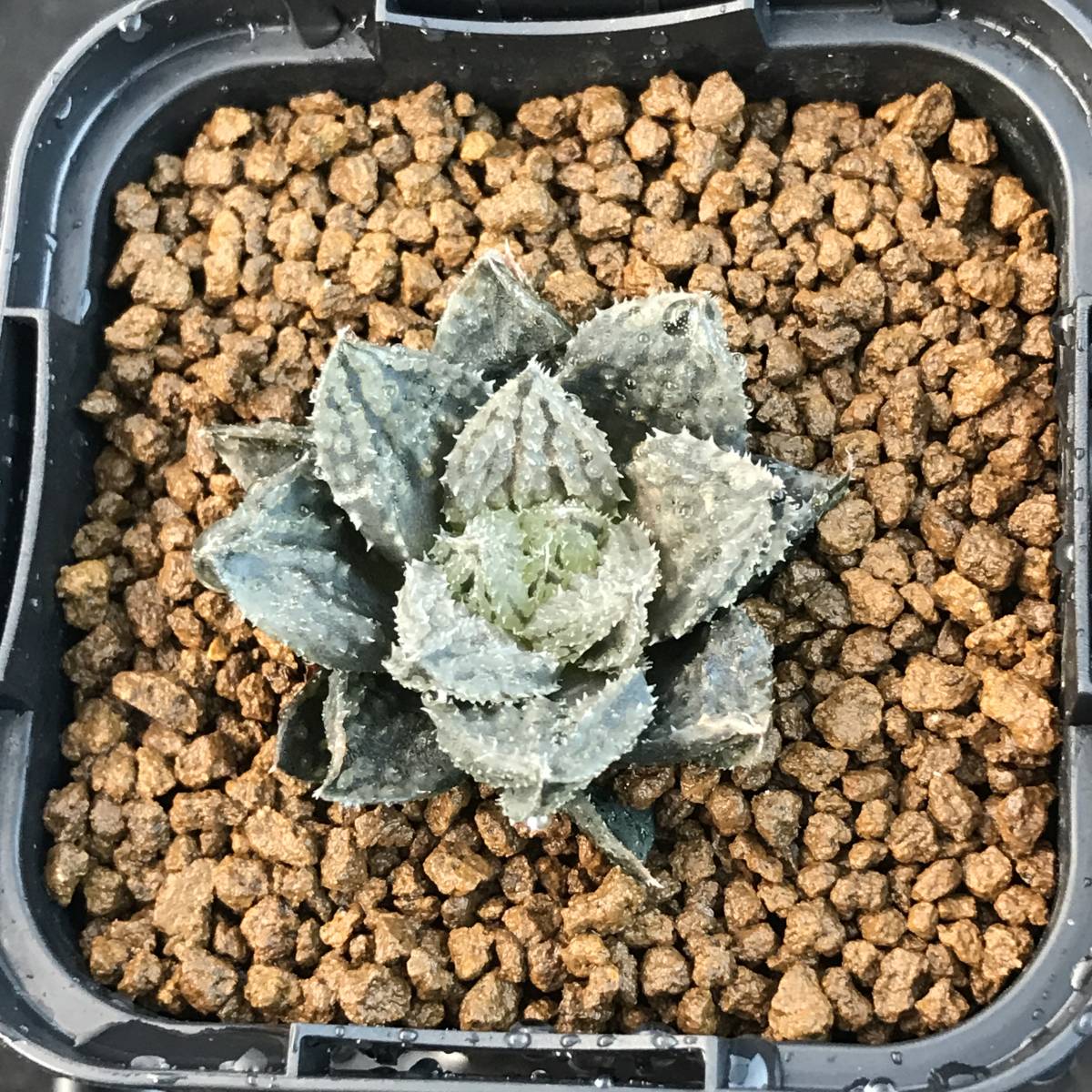 Yahoo!オークション - ハオルチア 多肉植物【闇の森】 Yahoo!オークション - ハオルチア 多肉植物【闇の森】