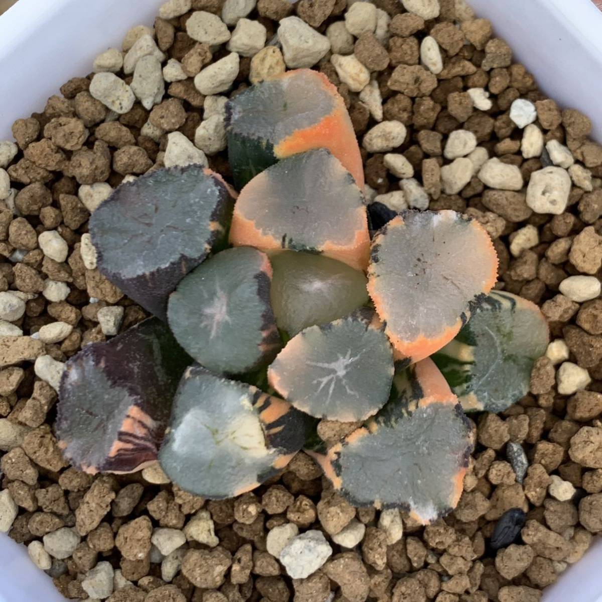 ベストセラー 多肉植物 ハオルチア 極上斑 山の翠 万象錦 植物/観葉