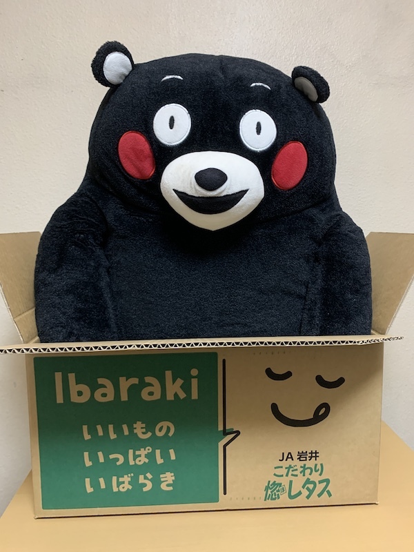超定番 くまモン コストコ fawe.org