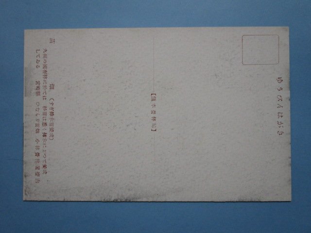 e5169宮崎県ひなもり苗畑　小林営林署管内絵葉書　昭和24年_画像2