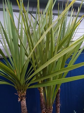  reality goods!{ dracaena } odour shu Rolland * stock ..!* arrival date designation OK!( product number BUG)