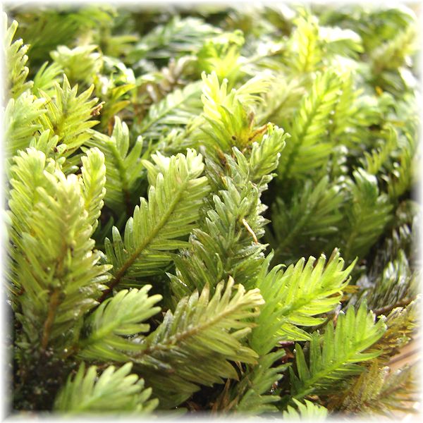 # Kyoto production # howe ougoke phoenix moss / moss cultivation kokedama kokelium terrarium aquarium moss bonsai tube UB01