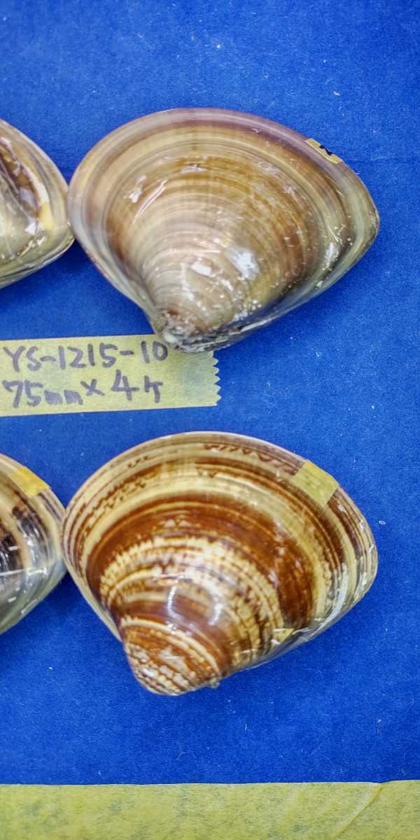 蛤　YS−1215−10　75mm4個　江戸前　貝合わせ　貝覆い　ハマグリ　貝殻　標本　材料_画像6