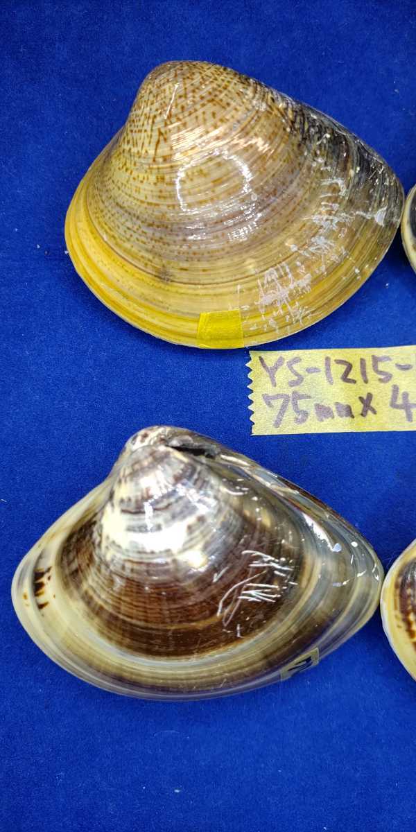 蛤　YS−1215−12　75mm4個　江戸前　貝合わせ　貝覆い　ハマグリ　貝殻　標本　材料_画像2