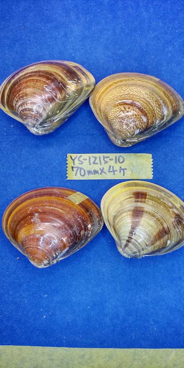 蛤　YS−1215−10　70mm4個　江戸前　貝合わせ　貝覆い　ハマグリ　貝殻　標本　材料_画像4