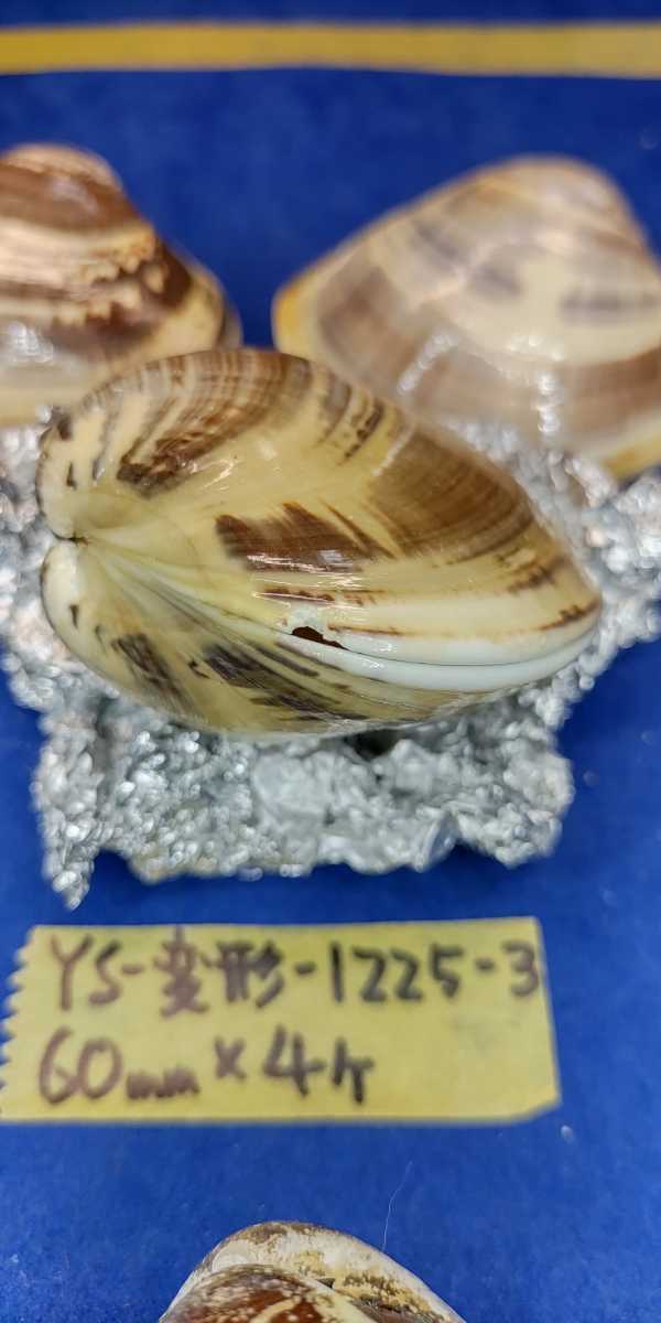 蛤　YS−1225−3　変形珍品60mm4個　江戸前　貝合わせ　貝覆い　ハマグリ　貝殻　標本　材料_画像8