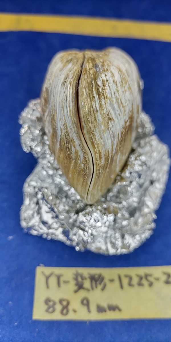 蛤　YT−1225−2　変形珍品　88.9mm1個　江戸前　貝合わせ　貝覆い　ハマグリ　貝殻　標本　材料_画像4