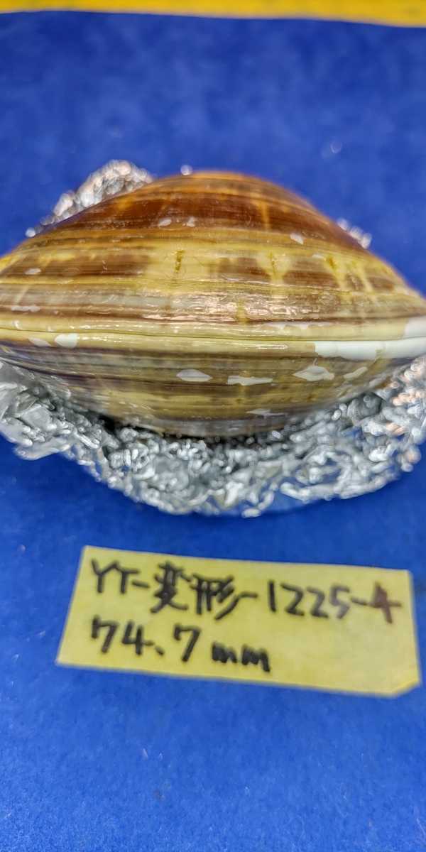蛤　YT−1225−4　変形珍品　74.7mm1個　江戸前　貝合わせ　貝覆い　ハマグリ　貝殻　標本　材料_画像5