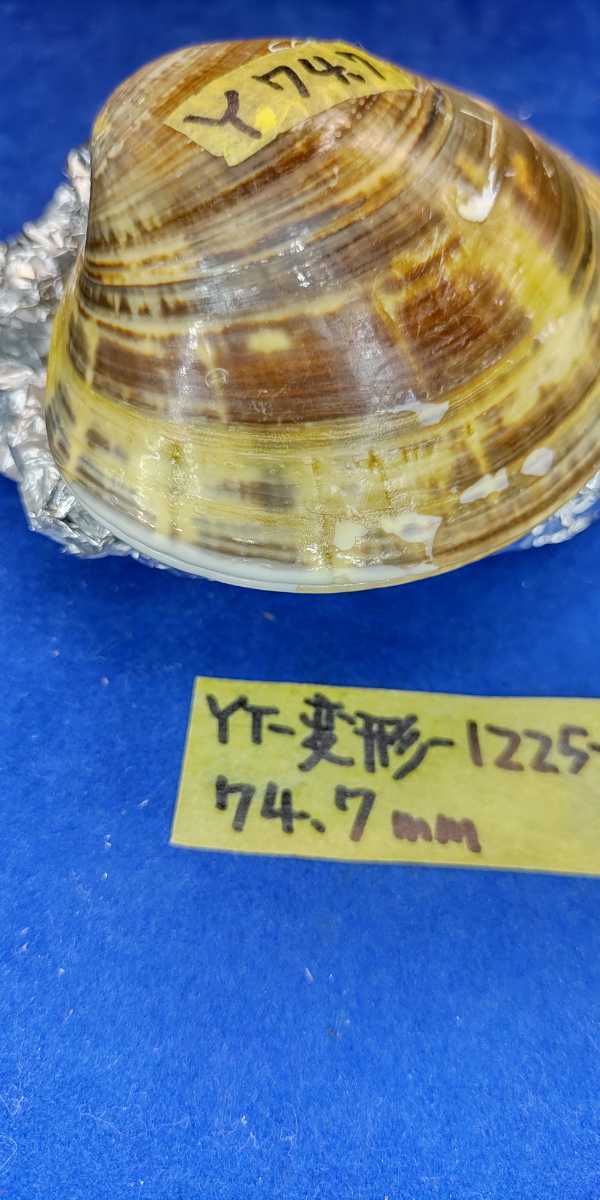 蛤　YT−1225−4　変形珍品　74.7mm1個　江戸前　貝合わせ　貝覆い　ハマグリ　貝殻　標本　材料_画像6