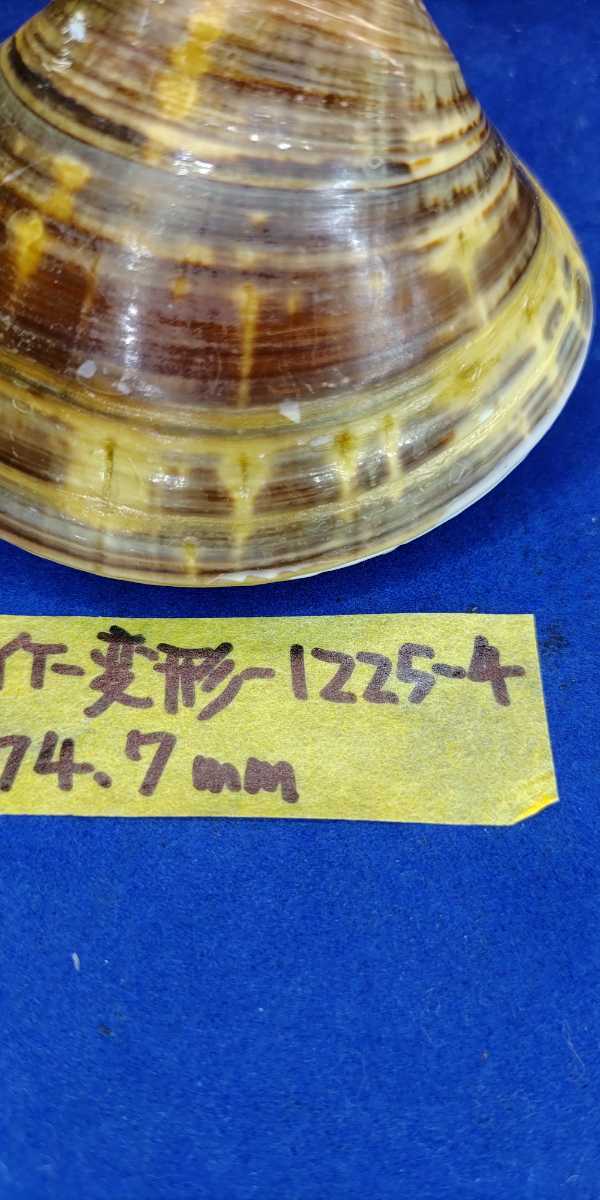 蛤　YT−1225−4　変形珍品　74.7mm1個　江戸前　貝合わせ　貝覆い　ハマグリ　貝殻　標本　材料_画像4
