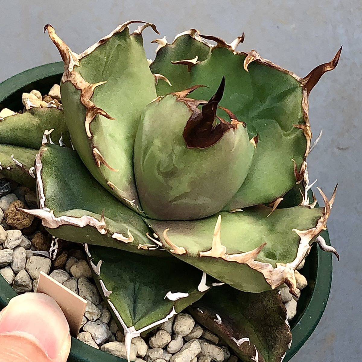 アガベ チタノタ GGコンパクタ Gerard Geling / Agave titanota 梟