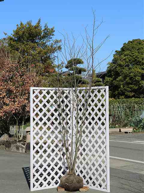 エゴノキ 株立ち 2.5m 露地 苗木_画像1