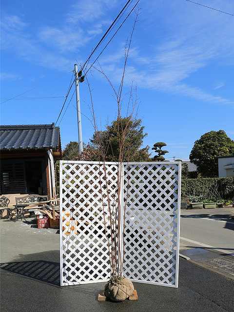 ウリカエデ 株立ち 2.5m 露地 苗木 www.udc-party.com