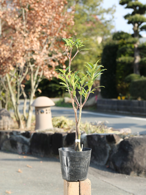 正規 値引き ジンチョウゲ ポット 5本 苗 植木、庭木