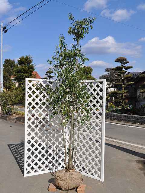  Ilex chinensis stock ..2.3m. ground sapling 