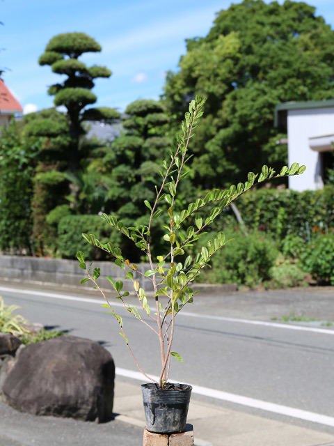 ハマヒサカキ 0.5m 10.5cmポット 苗_画像1