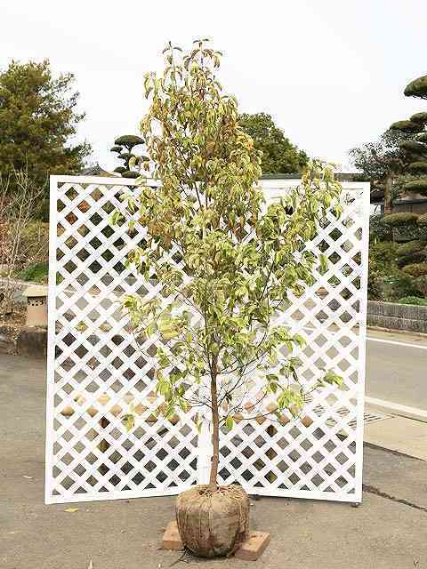  evergreen cornus kousa . entering 2m. ground 2 ps sapling 