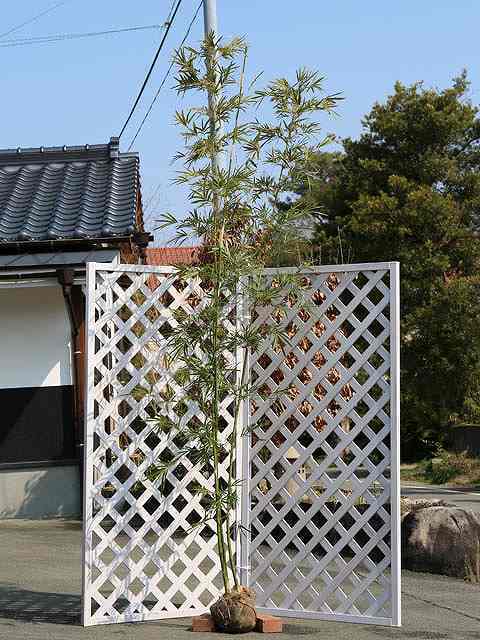 タケ ホウライチク 2.3m 露地 2本 苗木 | www.infusiontaproom.com