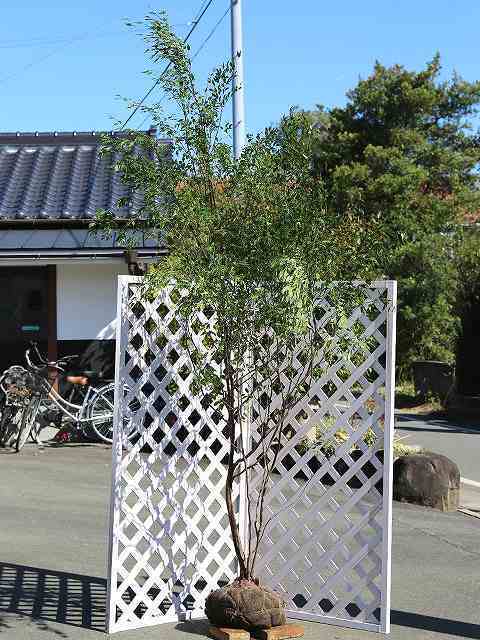 本多弾正少弼書状 真田伊豆守宛 本多弾正少弼書状 真田伊豆守宛