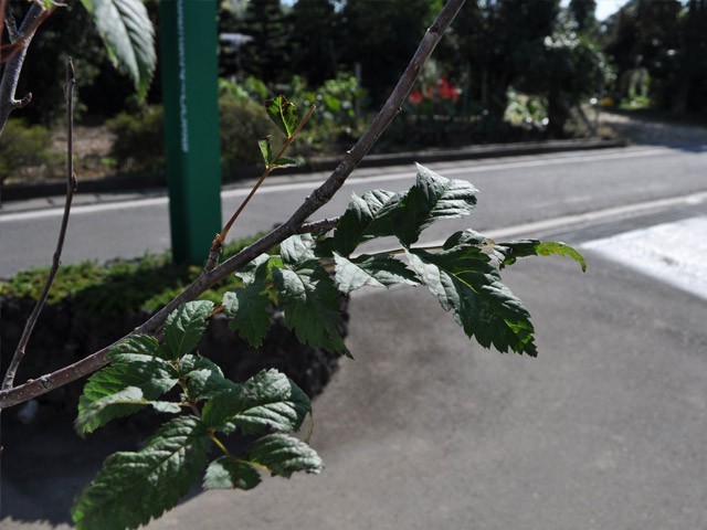  sorbus commixta single tree 2m. ground 2 ps sapling 