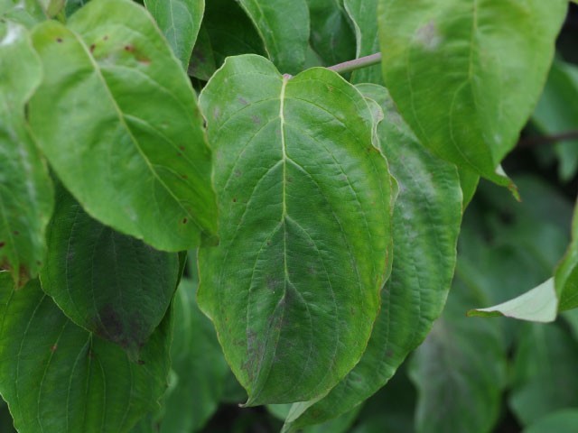  cornus florida white flower stock ..2.5m. ground 2 ps sapling 