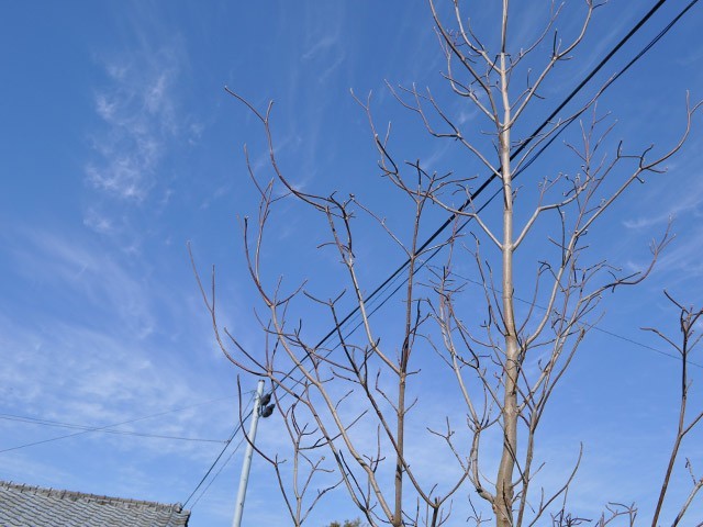  cornus florida white flower stock ..2.5m. ground 2 ps sapling 