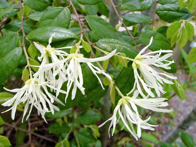 トキワマンサク青葉白花 1.5m 露地 苗木
