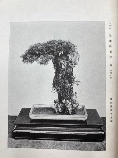 昭和11年　松尾氏盆栽目録/戦前　1936年　CIB1011_画像6