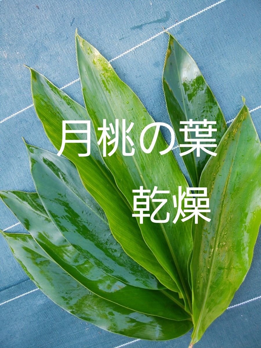 月桃の葉っぱ 沖縄県産 無農薬