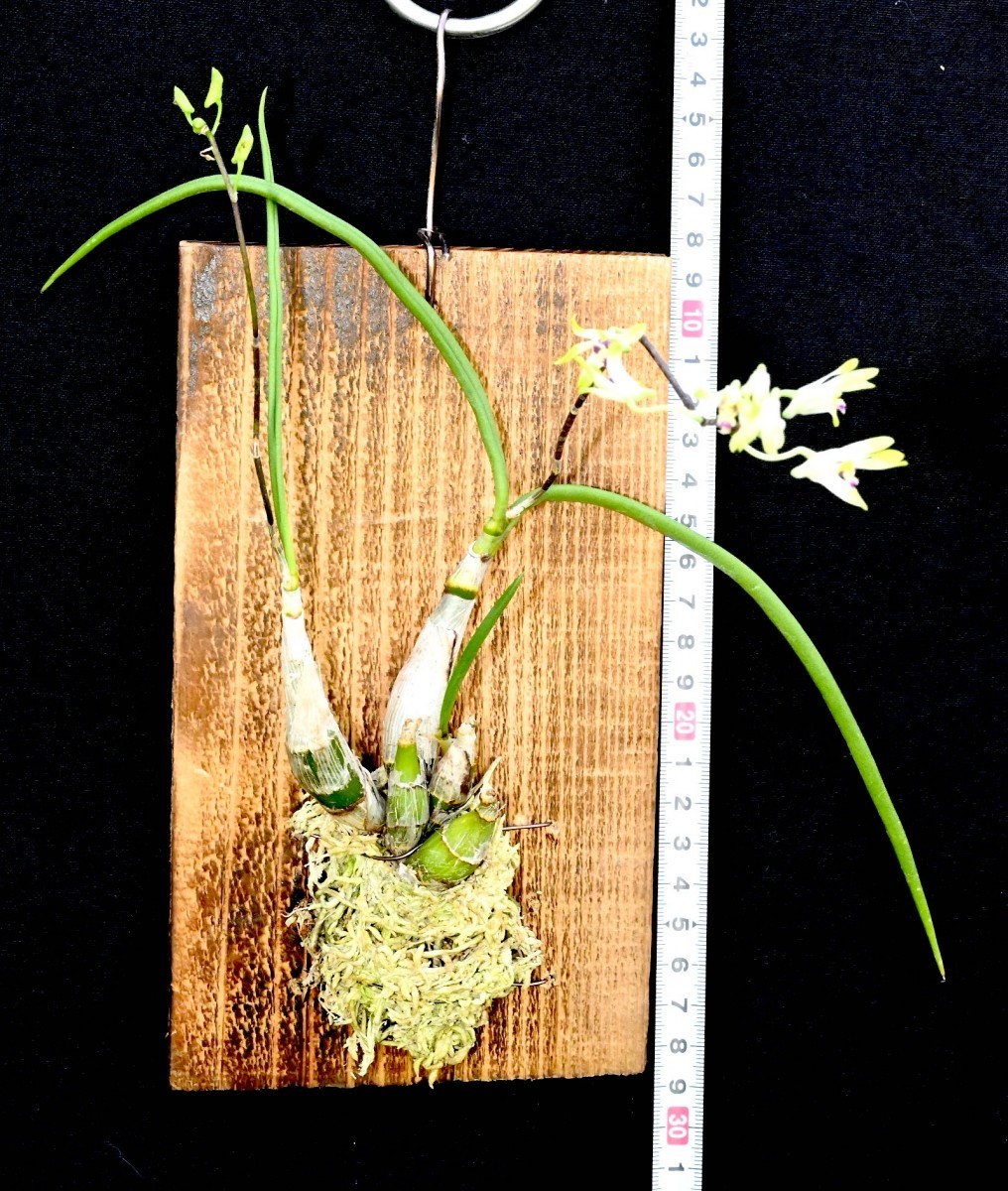 洋蘭原種 (207) 花芽つき　Den. canaliculatum デンドロビューム カナリキュラタム_今回出品の株です。