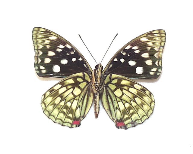 外国産蝶標本 オオムラサキ A-♂ ベトナム 産(中古)のヤフオク落札情報