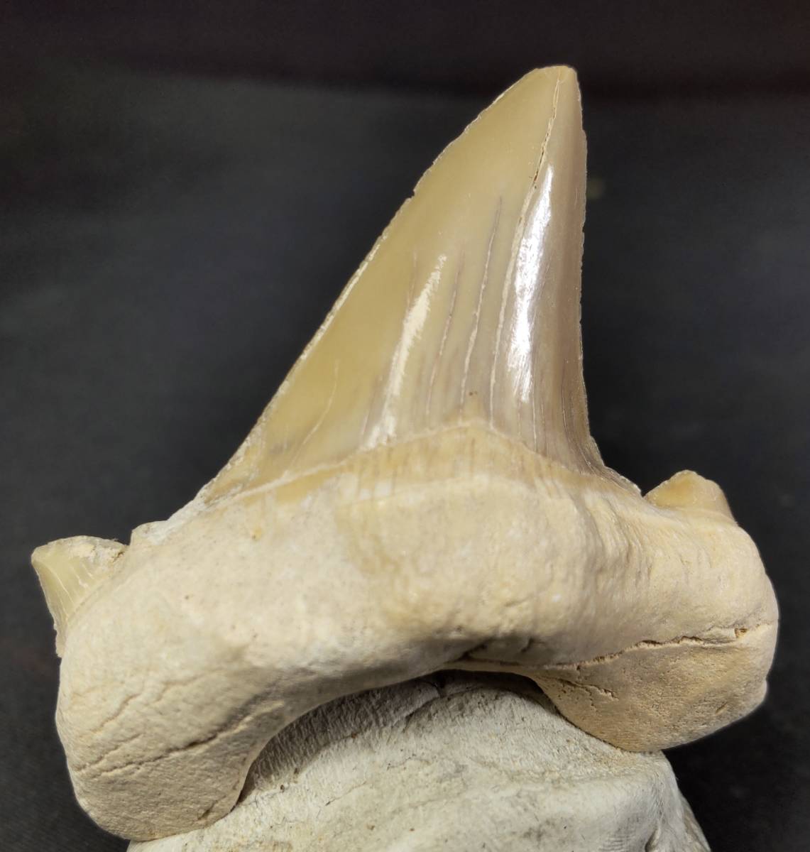 サメの歯化石 オトドゥス・オブリークス（Otodus obliquus） 年代 新生代 産地 モロッコ Khouribga_画像3