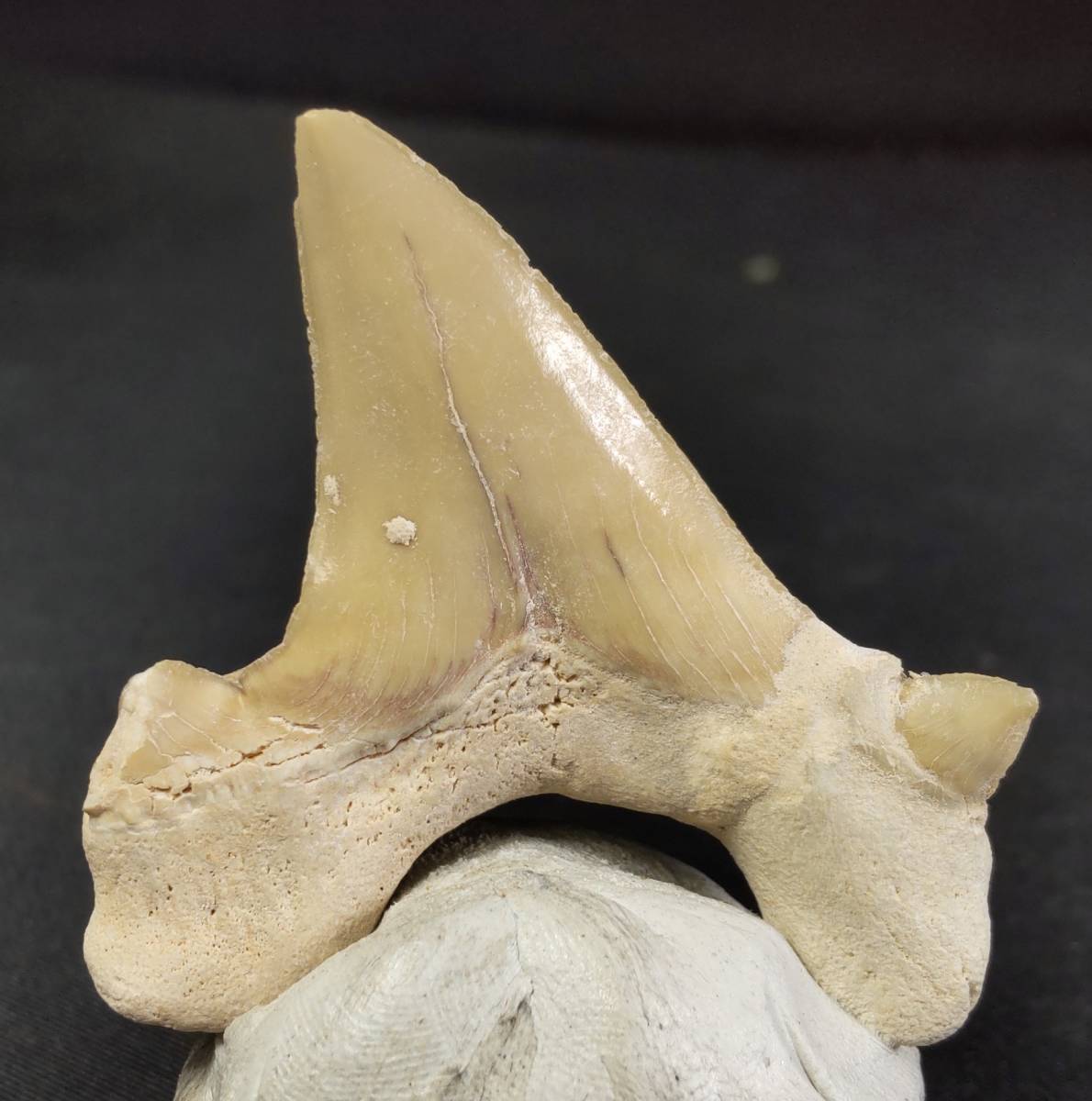 サメの歯化石 オトドゥス・オブリークス（Otodus obliquus） 年代 新生代 産地 モロッコ Khouribga_画像5