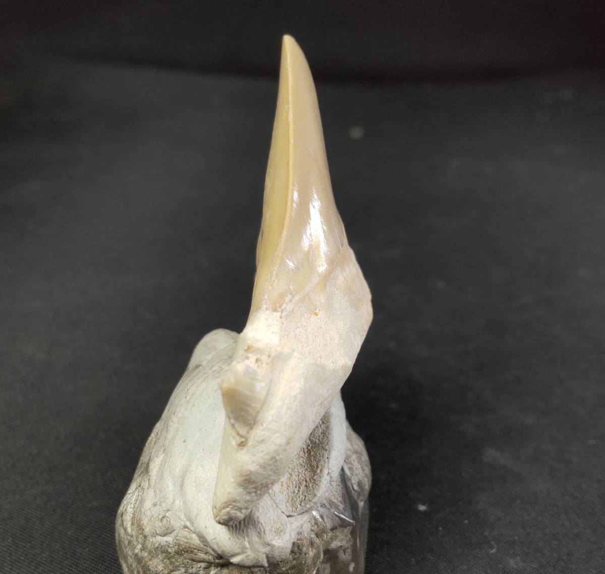 サメの歯化石 オトドゥス・オブリークス（Otodus obliquus） 年代 新生代 産地 モロッコ Khouribga_画像6