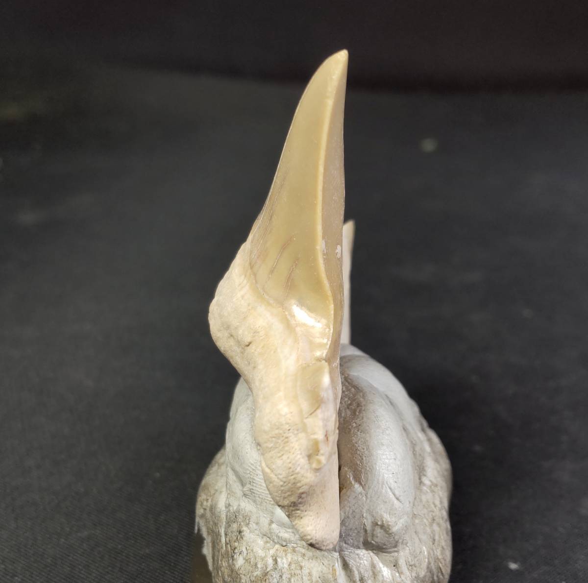 サメの歯化石 オトドゥス・オブリークス（Otodus obliquus） 年代 新生代 産地 モロッコ Khouribga_画像4