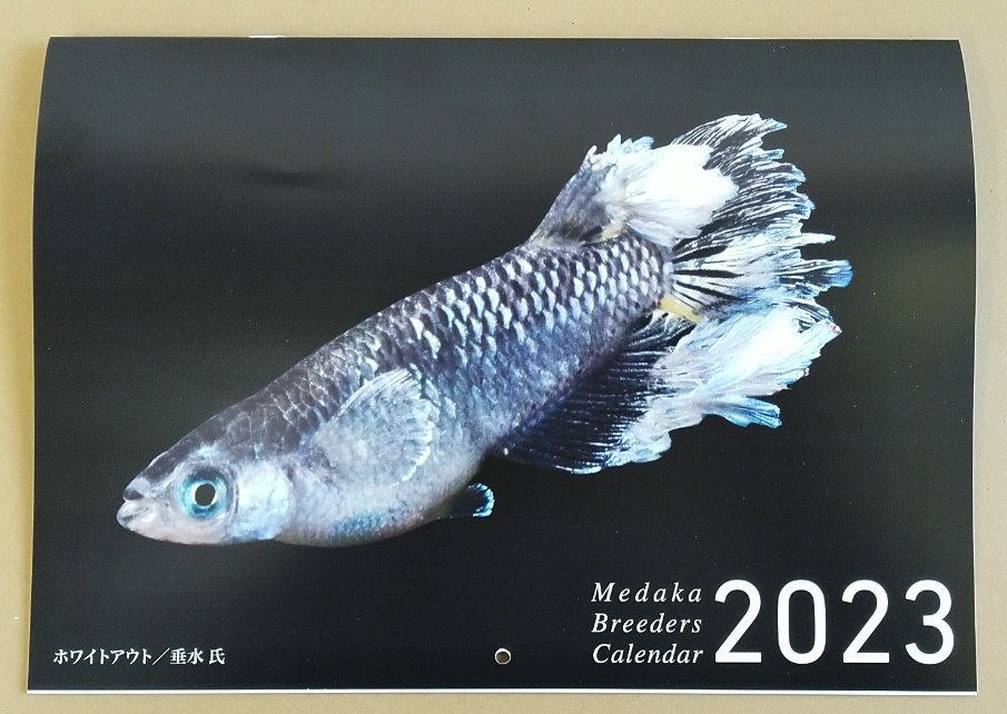 【数量限定！送料無料！】 2023年Medaka Breeders カレンダー A4サイズ 中綴じ26ページ 保存用に2部セット_画像1
