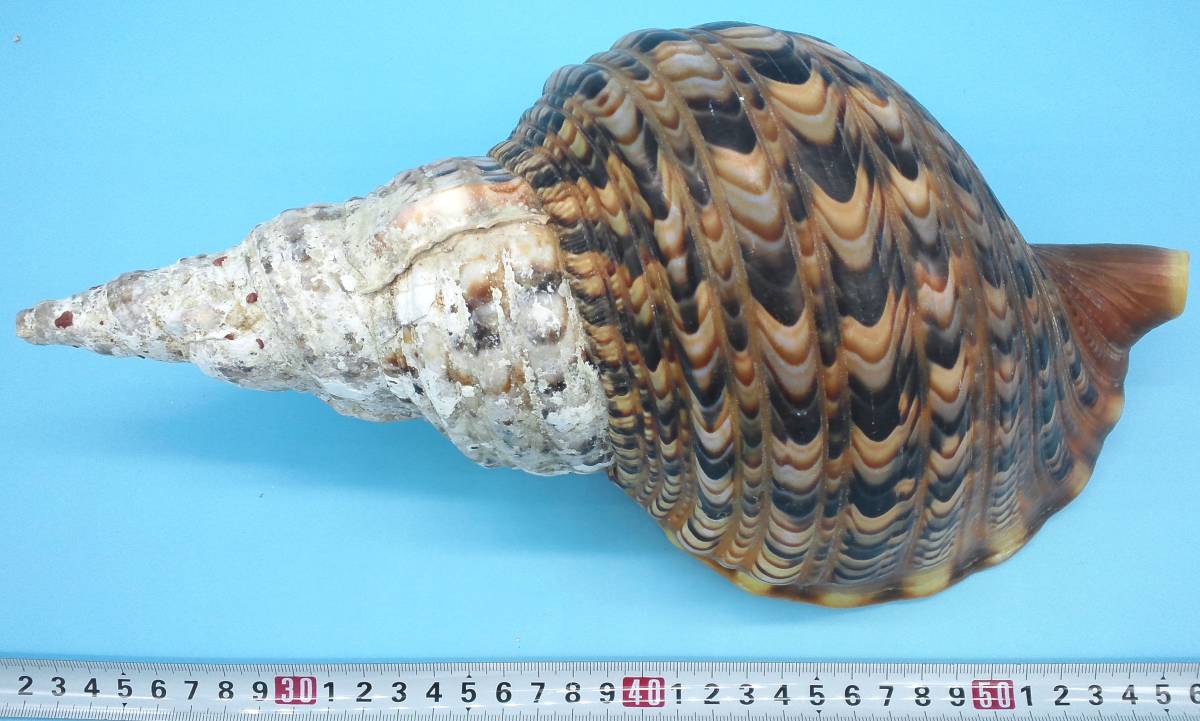 ［沖縄県名護］天然 法螺貝◆31cm 591g◆細やかで濃色の蓋付きホラガイ 螺号/conch/Trompetenschnecke/conque/tritone_画像10