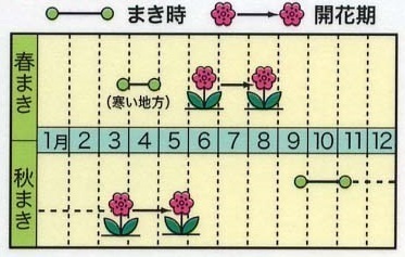 アイスランドポピー 種子 花のたね 花壇・プランター・切り花向け 家庭園芸_画像2