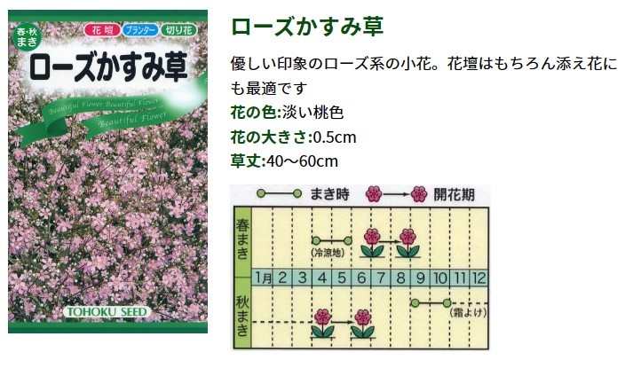 ピンク かすみ草 ローズかすみ草 種子 花のたね 切り花向け 家庭園芸_画像2