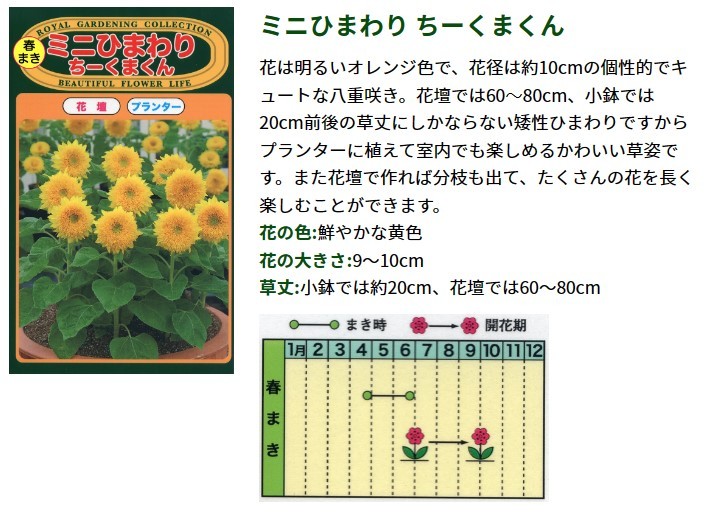 ミニひまわり ちーくまくん 種子 花のたね プランター 花壇 鉢植え向け 家庭園芸　_画像2