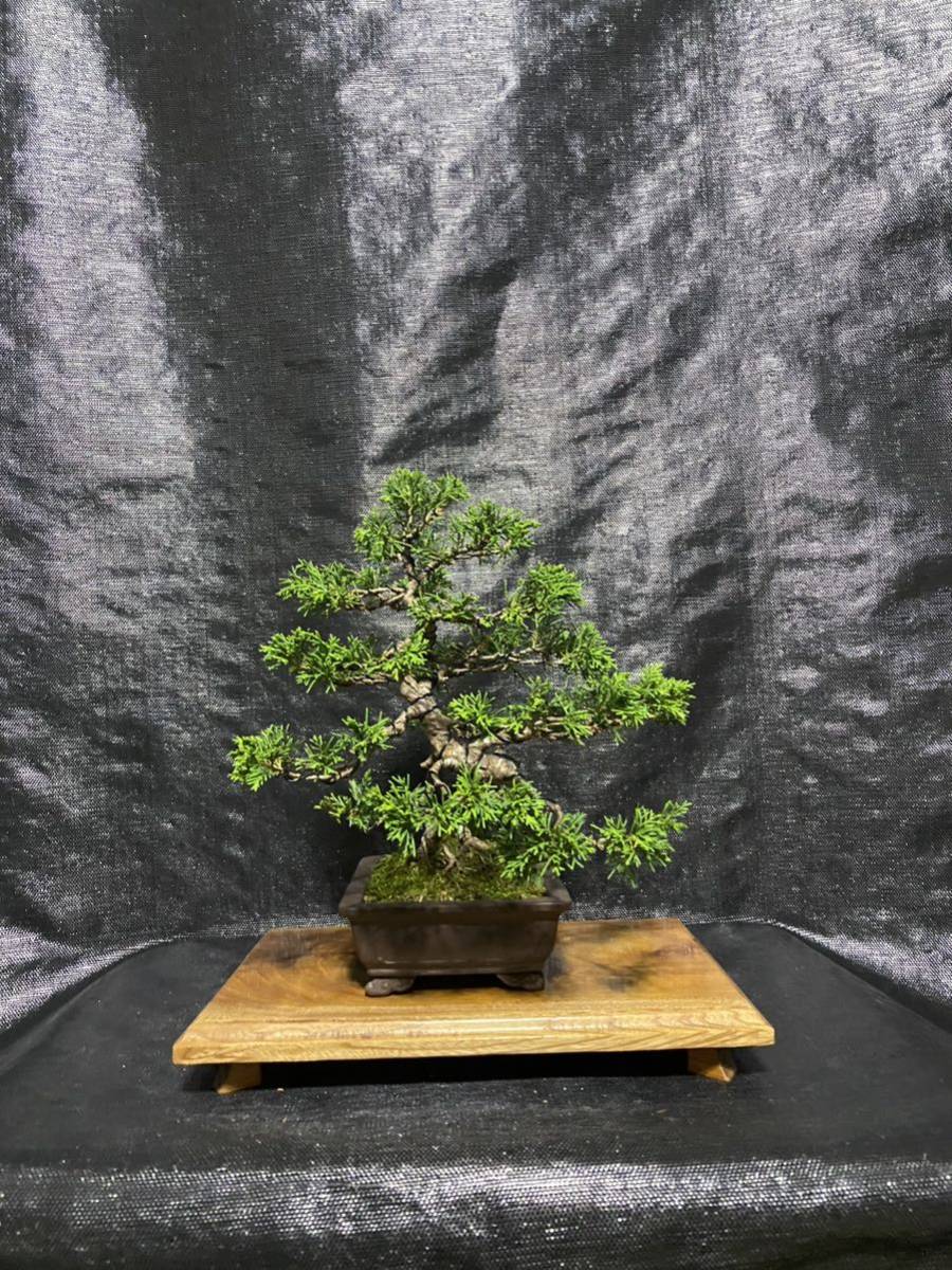 人気商品は 真柏盆栽根づら¥25000→¥23000 植物/観葉植物