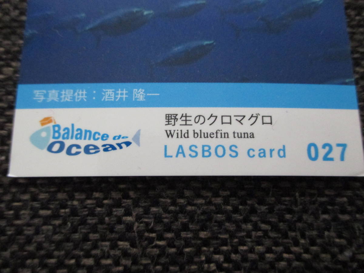 北海道大学 野生のクロマグロ 魚カード 黒マグロ 動画 QRコード 027 カード コレクション 鮪 くろまぐろ_画像2