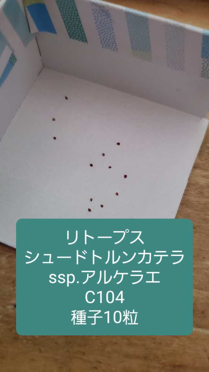 リトープス　シュードトルンカテラ ssp.アルケラエ　C104 種子10粒_画像1