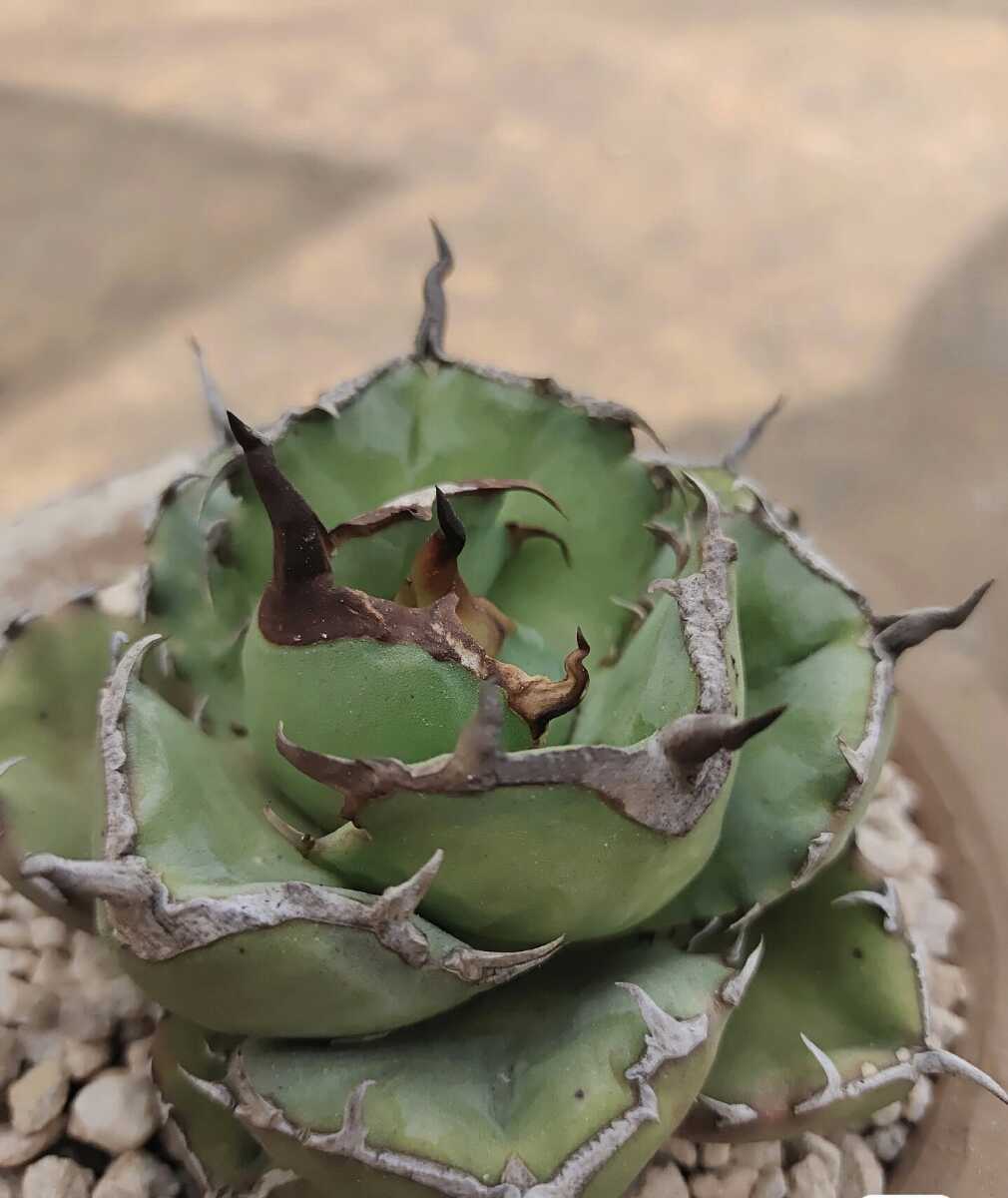 SALE/103%OFF】 AGAVE TITANOTA owl 猫耳鷹 梟 超デブ アガベ SALE/103%OFF】 AGAVE TITANOTA owl 猫耳鷹 梟 超デブ アガベ
